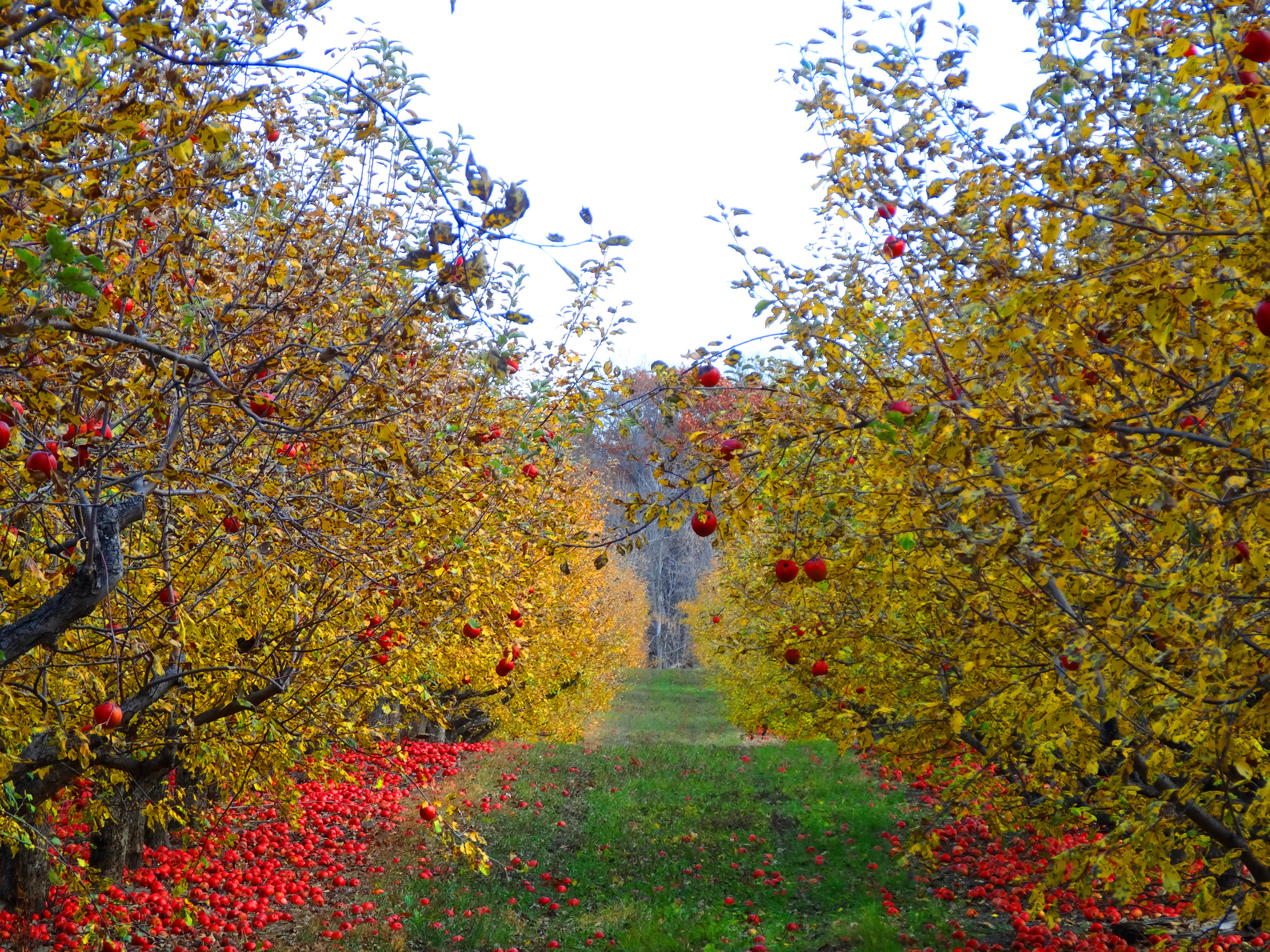 Яблоневый сад осень
